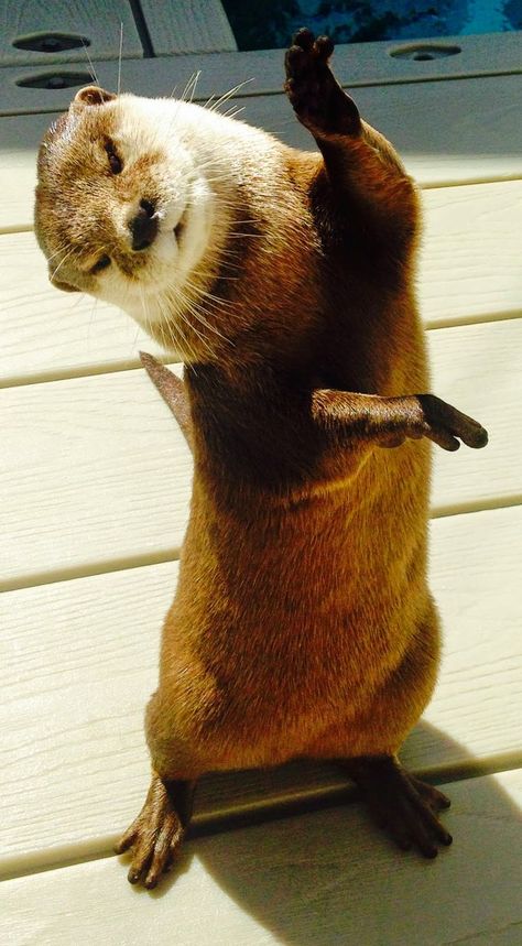 23 Pictures That Prove Otters Are Just Silly Wet Sea Cats - Otter Facts, Interpretive Dance, Otters Cute, Otter Love, Sea Otters, Baby Otters, Sea Otter, Baby Hands, Cute Creatures