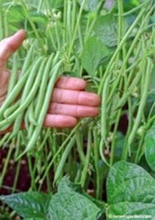 5 easy, delicious container garden veggies that even beginners can grow successfully. Growing Green Beans, Container Vegetables, Growing Greens, Garden Veggies, Veg Garden, Food Garden, Veggie Garden, Farm Gardens, Edible Garden