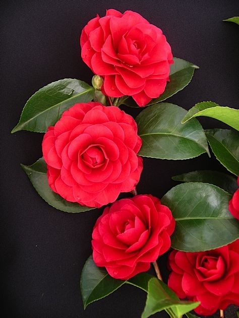 Camellia japonica 'Black Tie' (U.S., 1968) Sweetpea Flower, Bunga Camelia, Yuletide Camellia, Flowering Bonsai Tree, Camellia Plant, Red Camellia, Dark Green Leaves, Camellia Japonica, Bonsai Flower