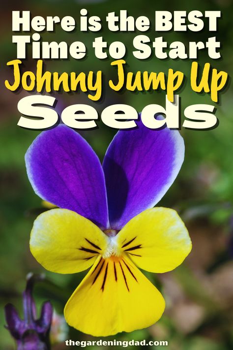 Are you interested in learning more about how to plant Johnny Jump Seeds? This link will go over the best ways to get your seeds started. #Thegardeningdad #Johnnyjump #garden Johnny Jump Up Flowers, Flowers From Seed, Johnny Jump Up, Thriving Garden, Seed Starting, Gardening For Beginners, Grow Your Own, Planting Seeds, Flower Seeds