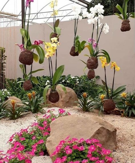 Garden Landscaping Design Ideas, Small Backyard Garden Design, Hanging Orchid, Orchid House, String Garden, Rock Plants, Jardim Diy, Orchid Planters, نباتات منزلية