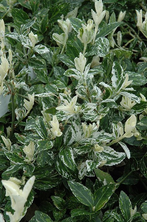 Harlequin Wintercreeper (Euonymus fortunei 'Harlequin') at Flagg's Garden Center Euonymus Fortunei, Broadleaf Evergreen, Mountain Nursery, Nursery Garden, Full Size Photo, Plant Combinations, Garden Items, Evergreen Shrubs, House Landscape