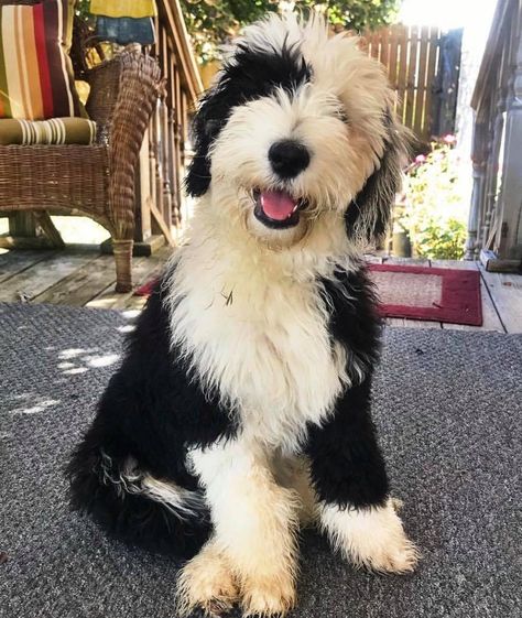 Bernedoodle vs Sheepadoodle Labradoodle Vs Goldendoodle, Sheepdog Breeds, Sheep Dog Puppy, Sheepadoodle Puppy, Bernedoodle Puppy, Herding Dogs, English Sheepdog, Doodle Dog, Old English Sheepdog