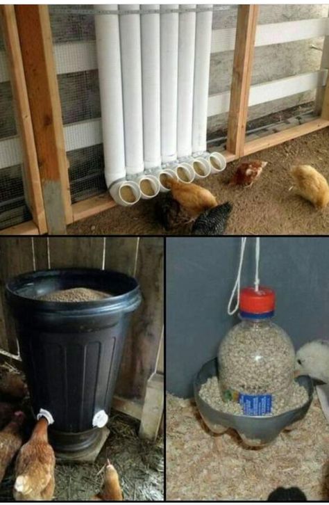 Auto Chicken Feeder, Peacock Habitat, Easy Diy Chicken Feeder, Pvc Chicken Feeder, Chicken Tunnels, Chicken Feeder Diy, Homestead Animals, Modern Homestead, Types Of Chickens