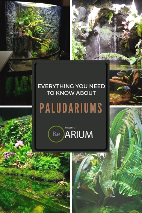 Everything you need to know about paludariums #Paludarium #Vivariums Water Terrarium, Freshwater Plants, Types Of Ferns, Vegetables For Babies, Aquascape Design, Beautiful Terrariums, Aquascape Aquarium, Reptile Enclosure, Plant Nutrients