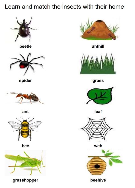 Preschool Insects Theme, Insect Worksheets Preschool, Insects Worksheets For Kids, Preschool Insects, Preschool Bugs, Insects For Kids, Preschool Pictures, Bug Activities, Insects Preschool