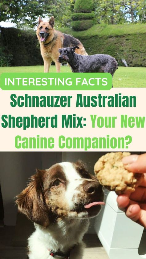 Schnauzer Australian Shepherd Mix: Your New Canine Companion? Funny Talking Dog Videos, Dog Cat Pictures, Schnauzer Mix, Smart Working, Dog Quotes Love, Australian Shepherd Mix, Dog Jokes, Working Dog, Dog Rules