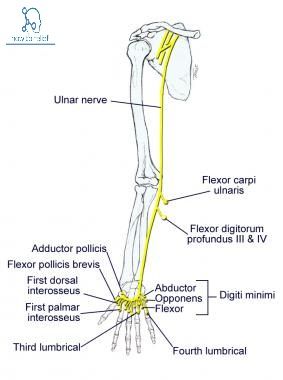 Upper Limb Anatomy, Axillary Nerve, Nerve Anatomy, Brachial Plexus, Ulnar Nerve, Sports Massage Therapy, Median Nerve, Gross Anatomy, Spinal Nerve