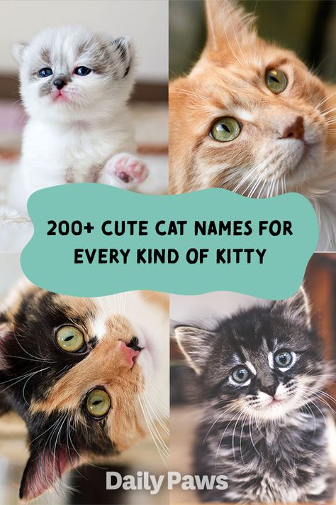 Aesthetic Kitten Names, Brown Cat Names, Badass Cat Names, Cat Names List, Kitten Names Girl, Funny Animal Names, Cat Names Aesthetic, Cat Names Unique, Aesthetic Cat Names