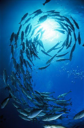 Fauna Marina, School Of Fish, Ocean Fishing, Underwater Life, Deep Blue Sea, Ocean Creatures, Ocean Animals, Underwater Photography, Sea And Ocean