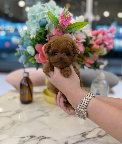 🚩Happy to introduce Derrick the cute and sweet teacup ☕️Poodle puppy 🐶 now available and ready to go. Teacups Puppies, Teacup Poodles, Teacup Poodle Puppies, Teacup Poodle, Tea Cup Poodle, Teacup Puppies, Poodle Puppy, Ready To Go, Dogs And Puppies