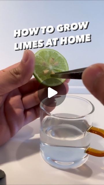 8M views · 844K likes | Armen Adamjan on Instagram: "Have you tried growing a lime tree?! 😲🌱 
.
.
.
.
#lime #lifehacks #plantbased #diy #howto #tipsandtricks #lifestyle #plants" How To Grow Limes From Seeds, House Tree Plants, Key Lime Tree, Lime Trees, Creative Explained, Growing Corn, Florida Plants, Finger Lime, Plant Hacks