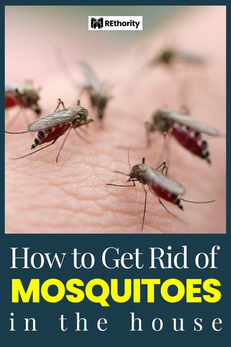 If you’ve ever been kept awake at night by the sound of buzzing mosquitoes in your house, you know how annoying and intrusive they can be. You may be wondering how to get rid of the mosquitoes in your home once and for all. In this article, you'll learn about some tried and true methods to get rid of pesky mosquitoes so you can finally have a peaceful night's sleep. Natural Ways To Get Rid Of Mosquitos, Kill Mosquitos In House, How To Get Rid Of Mosquitoes, How To Get Rid Of Misquotes, How To Get Rid Of Mosquitos In The House, Mosquitos In The House, Mosquito Traps, Small Water Fountain, Door Sweeps