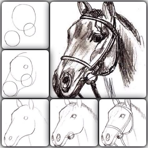 Horse Face Drawing Step By Step, How To Draw Horse Face, Horse Face Sketch, How To Draw A Horse Head, How To Draw A Horse Step By Step, How To Draw A Horse, Drawing Images Pencil, Sketches Of Horses, Horse Head Sketch