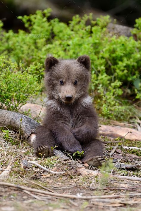 Brown bear cub by byrdyak on PhotoDune. Wild brown bear cub close-up Bear Spirit Animal, Bear Spirit, Baby Bears, Bear Images, Bear Photos, Bear Pictures, Bear Cub, Animal Activities, Bear Cubs