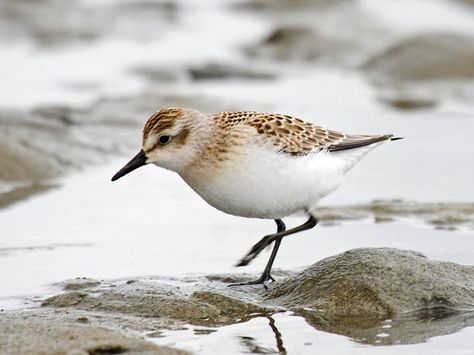 Semipalmated Sandpiper Forest Grove Oregon, Sandpiper Bird, Beach Birds, Shore Birds, Gulfport Ms, Coastal Birds, Forest Grove, Shorebirds, All Birds