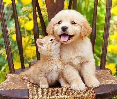 Hermanos Puppy And Kitten, Cute Puppies And Kittens, Cele Mai Drăguțe Animale, Psy I Szczenięta, Image Chat, Puppies And Kitties, Animals Friendship, Kittens And Puppies, Golden Retriever Puppy