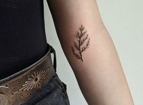 Cedar Sprig Tattoo, Cedar Leaf Tattoo, Western Red Cedar Tattoo, Cedar Branch Tattoo, Biblical Tattoo Ideas, Biblical Flowers Tattoo, Cedar Tattoo, Cedar Tree Tattoo, Evergreen Tattoo