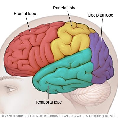 Temporal lobe seizure - Symptoms and causes - Mayo Clinic Brain Lobes, Sistem Saraf, Occipital Lobe, Cerebral Cortex, Frontal Lobe, Brain Anatomy, The Human Brain, Medical Anatomy, Mayo Clinic