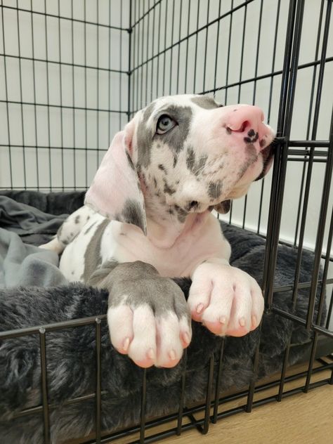 Great Dane Puppy Aesthetic, Blue Harlequin Great Dane, Great Dane Blue Harlequin, Great Dane Tattoo, Puppy Great Dane, Great Dane Blue, Blue Great Dane Puppies, Harlequin Great Dane Puppy, Great Dane Colors