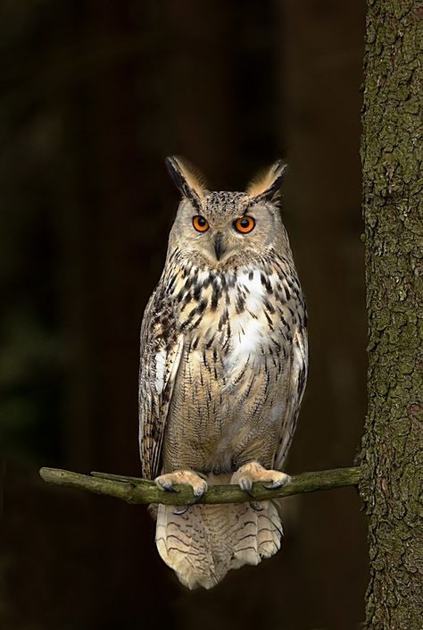 Eurasian eagle owl Owl Pictures Photography, Eagle Owl Tattoo, Eurasian Eagle Owl, Boho Birds, Nocturnal Birds, Owl Photography, Pyrography Patterns, Owl Images, Eagle Owl