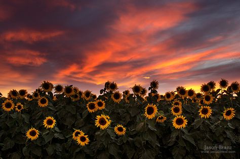 https://flic.kr/p/oJZQpd | Sunflower Sunset | A great weekend of photography started with this little jaunt out to a sunflower field near Woodland.  The skies had been cloudy all day, but there was a clearing line just west of us that let the light in and put on this show. Sunflower Sunset, Sunflower Wallpaper, Sunflower Field, Sunflower, Laptop, Sun, Photography