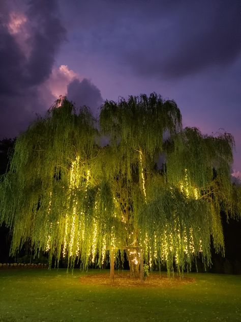 Willow Tree Wedding, 숲 사진, Farm Light, Weeping Willow Tree, Europa Park, Weeping Willow, Images Esthétiques, Willow Tree, The Night Sky