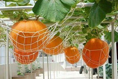 Pumpkin hammock Growing Pumpkins, Hanging Plants Indoor, Garden Veggies, Hydroponic Gardening, Hanging Garden, Veggie Garden, Farm Gardens, Growing Food, Edible Garden