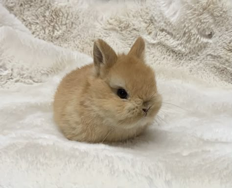 Netherlands Dwarves Bunny, Cute Brown Bunny, Tiny Baby Animals, Rabbits For Sale, Cutest Bunny Ever, Pet Bunny Rabbits, Cute Bunny Pictures, Bunny Bunny