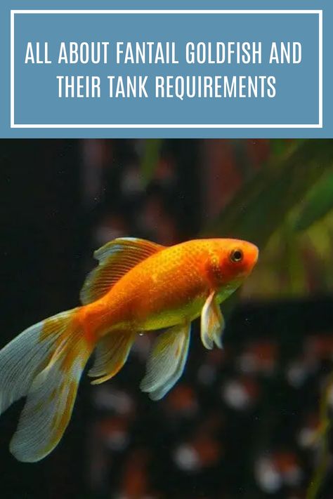 The fantail goldfish is a small fish that can reach between six and eight inches. They live in small groups and feed on insects and other tiny prey. Learn in this article the species overview and tank requirements of this fish. #fantailgoldfish #aquariumfish #freshwaterfish Goldfish Care, Fantail Goldfish, Goldfish Tank, Freshwater Aquarium Fish, Floating Plants, All Fish, Hiding Spots, Small Fish, Beautiful Fish