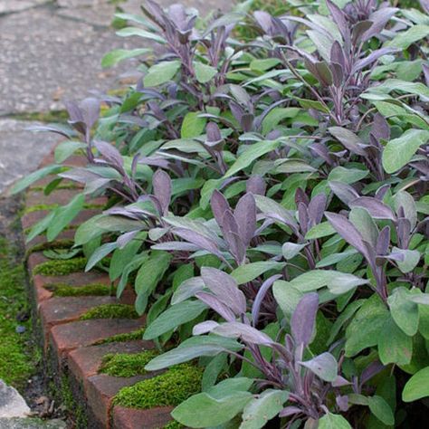 Yucca Filamentosa, Cottage Patio, Sage Herb, Front Yard Plants, Salvia Officinalis, Sage Plant, Purple Sage, Mediterranean Plants, Cottage Garden Design