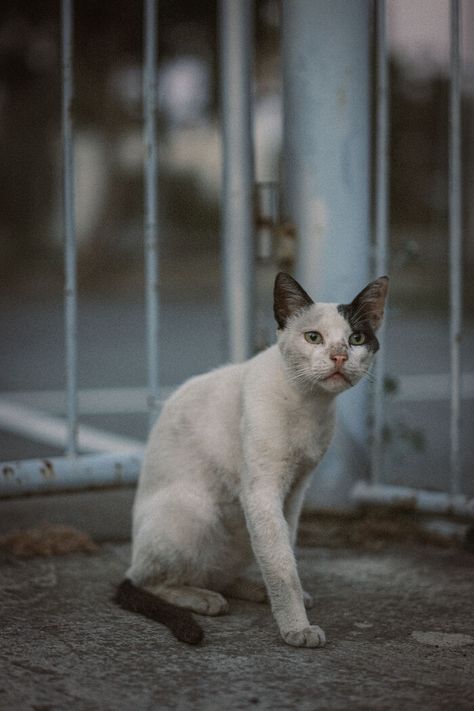 I Took Photos Of Stray Cats In Limassol, Cyprus (18 New Pics) Concept Costume, I Miss My Cat, Animal Charity, Battle Cats, Cat Collage, Street Cat, Limassol Cyprus, Cat Language, Charity Project