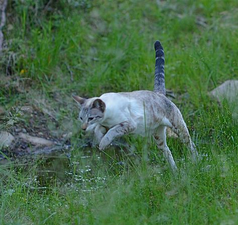 Cats In Forest, Cats In Nature, Cat In The Forest, Cats Reference, Cats In The Wild, Cats Poses, Aesthetic Cat Drawing, Cat Nature, Cats Tattoo