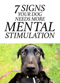 Lou Dog, Military Dog, Fu Dog, Dog Needs, Yellow Dog, Game Mode, Mental Stimulation, Dog Info, Dog Care Tips