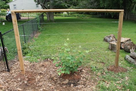 Building A DIY Wire Trellis Blackberry Trellis, Grape Vine Trellis, Clematis Trellis, Grape Trellis, Grape Arbor, Wire Trellis, Vine Trellis, Diy Garden Trellis, Trellis Ideas