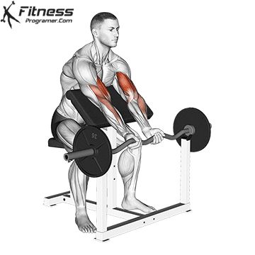 Z-bar preacher curl is one of the most effective arm building exercises you can incorporate into your arm workout program. Best Biceps, Fitness Studio Training, Biceps Brachii, Forearm Muscles, Best Leg Workout, Forearm Workout, Bicep Muscle, Preacher Curls, Big Biceps