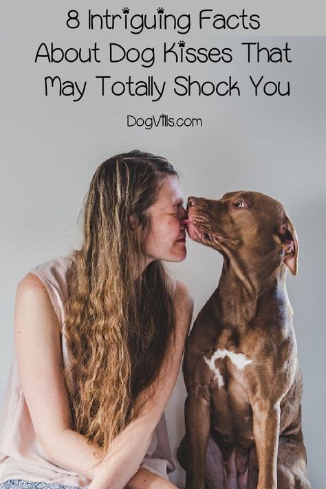 If your pooch loves to give you big slobbery slurps, keep reading for some truly intriguing facts about dog kisses! Puppy Kisses Quotes, Dog Kiss, Feeling Unappreciated, Pawprint Tattoo, Dog Remedies, Dog Urine, Dog Kisses, Animal Humor, Puppy Kisses