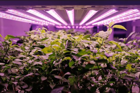 Figuring how far should LED grow lights be from plants is easy, the lies in understanding the concept of PPFD (photosynthetic photon flux density) Grow Lamps, Plant Light, Grow Room, Plant Images, Grow Tent, Lighting Setups, Plant Lighting, Light Energy, Led Grow