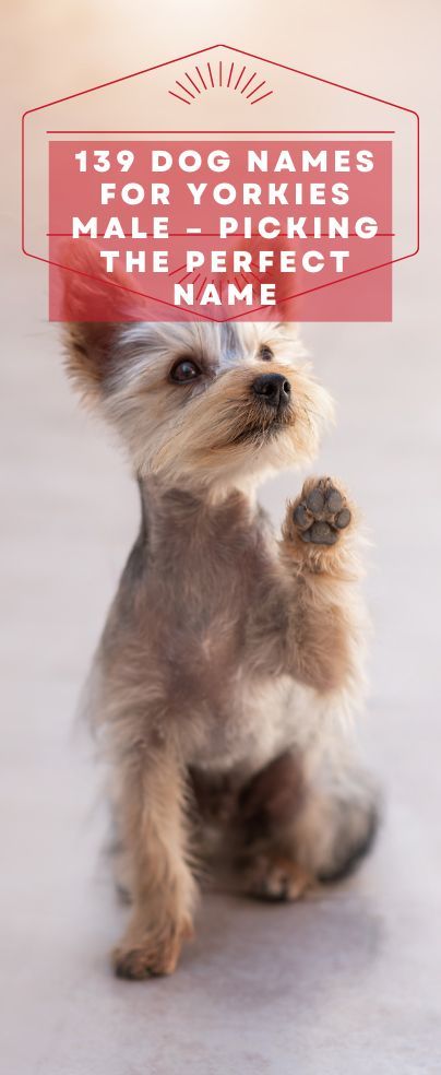 Boy Puppy Names, List Of Dog Names, Male Yorkie, Yorkie Training, Yorkie Names, Cute Names For Dogs, His Personality, Teacup Yorkie