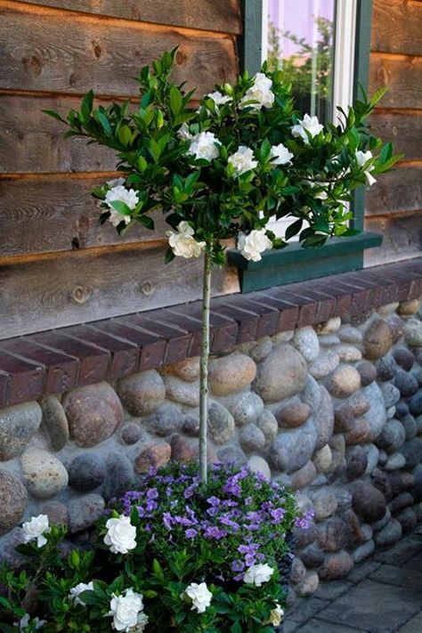 Gardenia Tree, Gardenia Trees, Modern Garden Ideas, Monrovia Plants, Patio Trees, Acid Loving Plants, Plant Catalogs, Raised Planter, Decoration Plante