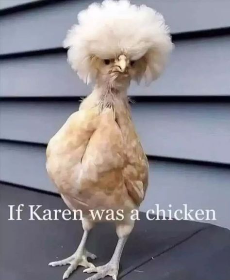 Funny Animal Pics Meme - Karen Chicken Funny Chicken Memes, Chicken Memes, Chicken Pictures, Fancy Chickens, October 4th, Baby Chickens, Funny Chicken, Memes Of The Day, Cute Chickens