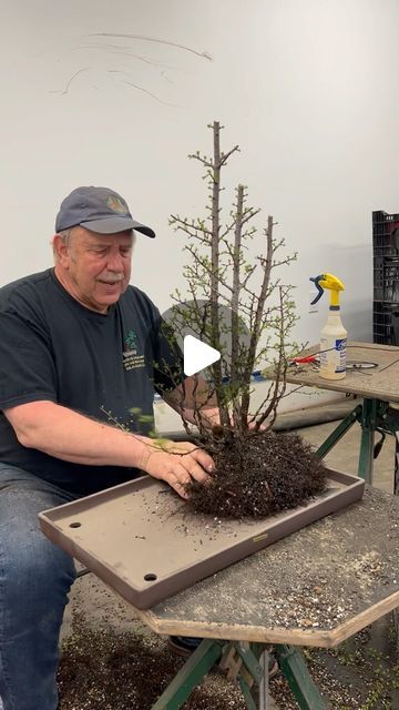 Bonsai Forest Ideas, Bonsai Pots Ideas, Forest Bonsai, Garden Bonsai Tree, Bonsai Diy, Bonsai Making, Japanese Bonsai Tree, Bonsai Forest, Pre Bonsai