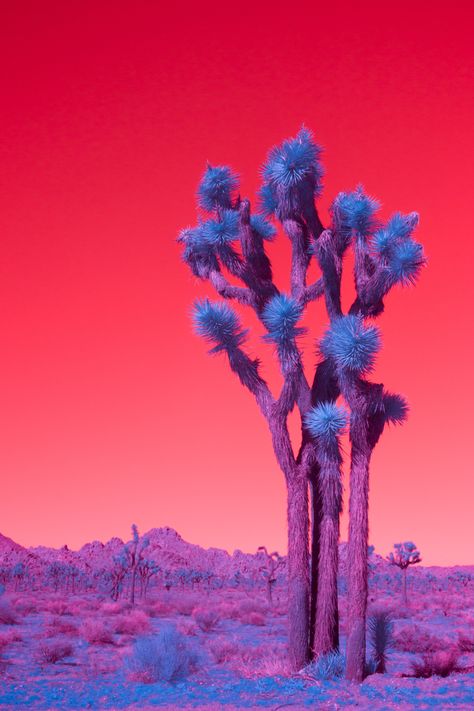 Desert Photos, Desert Aesthetic, Infrared Photography, California Desert, California Landscape, Desert Art, Photography Beach, Palm Desert, In The Desert