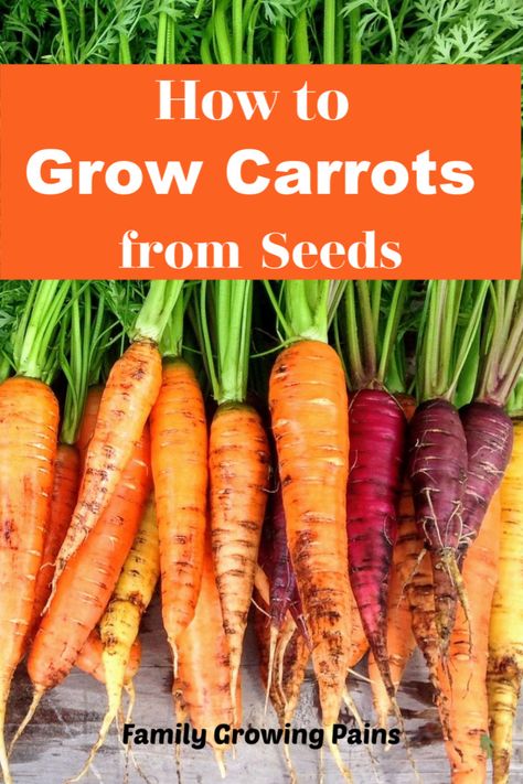 Carrots In Garden, Carrot Garden Raised Beds, Growing Carrots In Raised Beds, How To Plant Carrot Seeds, Growing Carrots In Containers, Growing Carrots From Seed, Carrots Growing, Planting Carrots, Grow Carrots