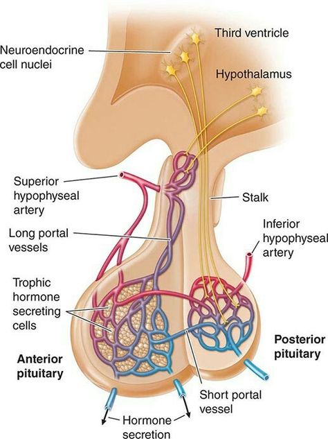 Portal system of the pituitary gland Long portal vessels drain median eminance Short portal vessels drain lower infundibulum One capillary network is in hypothalamus, the other is in anterior pituitary Pituitary Gland Anatomy, Anterior Pituitary Gland, Hypothalamus And Pituitary Gland, Nervous System Anatomy, Cranial Nerves Mnemonic, Anterior Pituitary, Study Biology, Basic Anatomy And Physiology, Nurse Study Notes