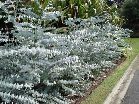 Spiral Eucalyptus, Australian Native Garden, Blue Spiral, Blue Plants, Silver Dollar Eucalyptus, Australian Garden, Australian Native Plants, Garden Shrubs, Native Garden