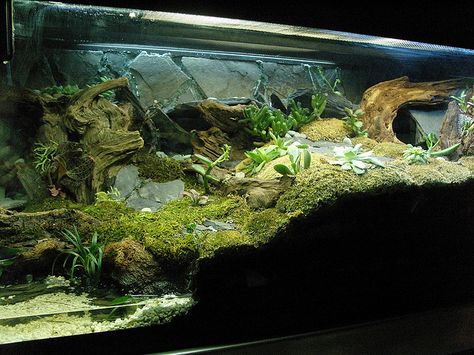 Salamander Terrarium, Desert Terrarium, Frog Habitat, Frog Terrarium, Gecko Terrarium, Turtle Habitat, Reptile House, Reptile Room, Reptile Tank