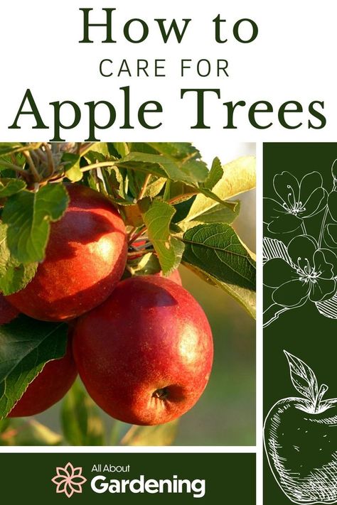 Planting Apple Trees, Growing Cucumbers Vertically, Apple Tree Care, Apple Tree From Seed, Vertical Vegetable Gardens, Red Delicious Apples, Growing Fruit Trees, Growing Cucumbers, Apple Trees