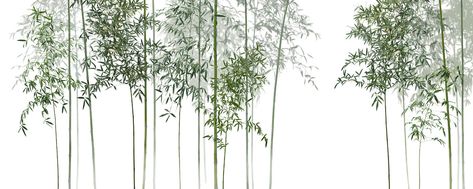 Bamboos – popular wallpapers – Photowall Bamboo Mural, Wallpaper Backdrop, Bamboo Wallpaper, Bamboo Trees, Classic Wallpaper, View Wallpaper, Bamboo Tree, Jungle Wallpaper, Tropical Tree