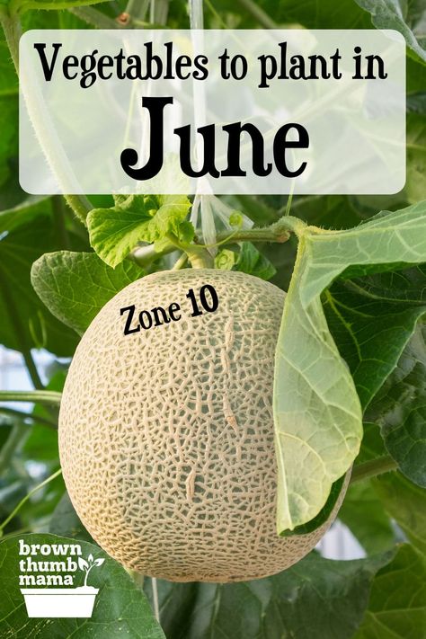 Yes, you can grow a garden in the summer! Here are 5 vegetables to plant in June (Zone 10). Includes recommended varieties, planting tips, and recipes for your harvest. Zone 10 Planting Schedule, Zone 10 Gardening, Planting Green Beans, Okra Plant, Vegetables To Plant, How To Grow Watermelon, Grow A Garden, Types Of Peppers, Planting Pumpkins